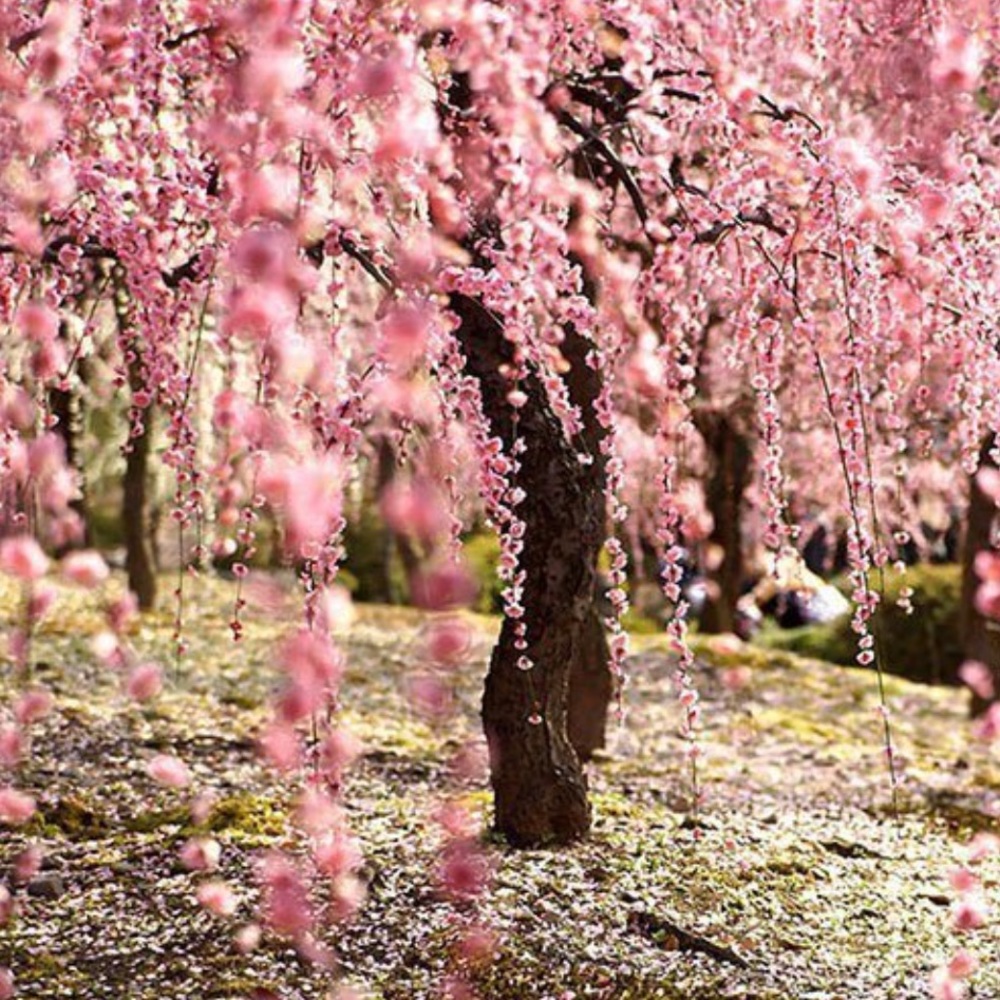 Meet your Posher, GobbbiDeals